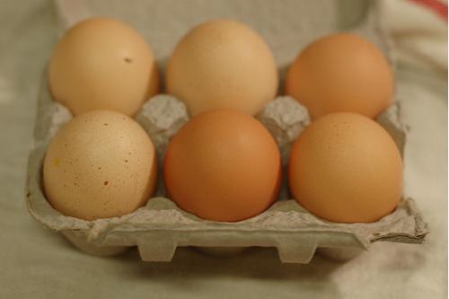 走地鸡鸡蛋(6)
