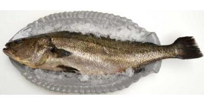 石巴斯鱼 600-800g