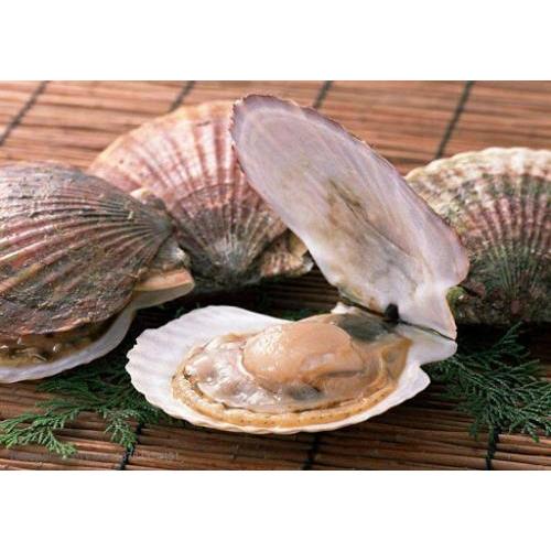 新鲜扇贝（大号）