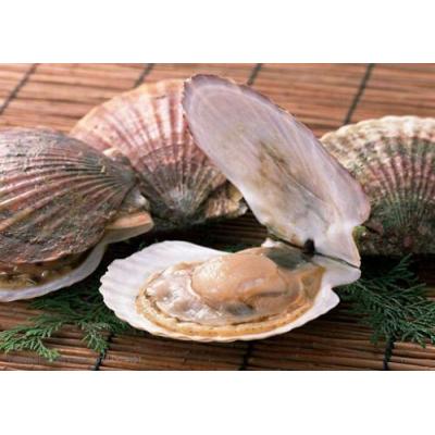 新鲜扇贝（大号）